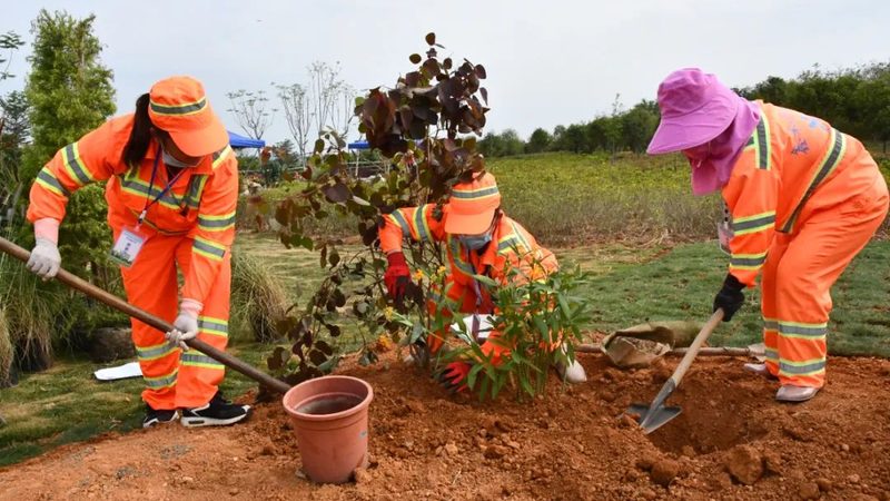绿植租赁价格揭秘：如何合理选择与预算