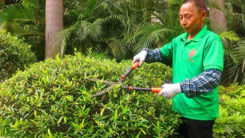 苗木种植基地批发价格，现场看苗的秘诀**